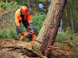 Best Tree Preservation Services  in Lochmoor Waterway Estates, FL